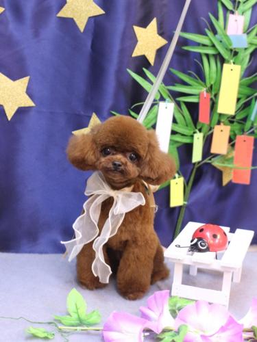 20230717ルイちゃん